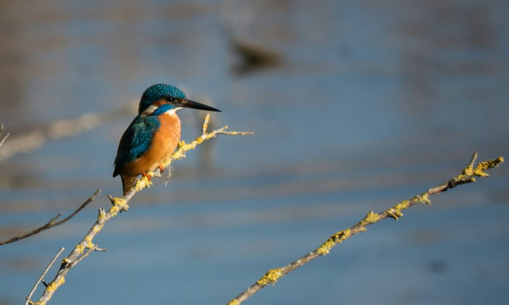 gabriele-agrillo-ENrF-lSsdqU-unsplash